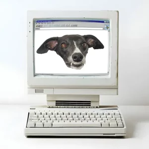 Chani der Whippet im Internet Explorer